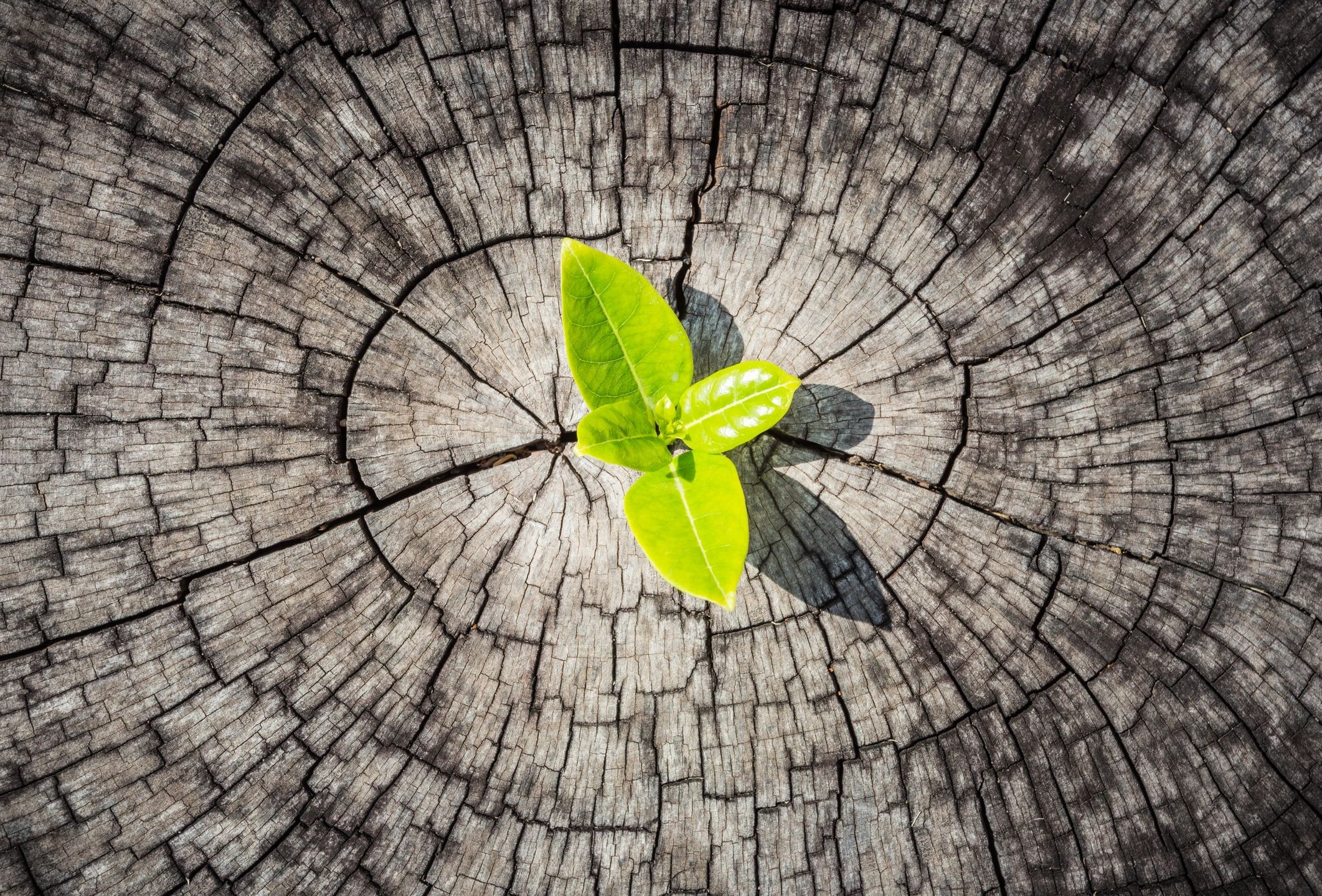 sexual abuse survivors, emdr therapy, trauma